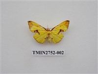 藏品(尺蛾319)的圖片